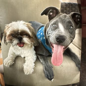 Cimarron Animal Hospital - Lucy(Shih Tzu) Moana (pit) moan is 7 months and Lucy is 13 months . - Veterinarians Near Me - Tucson, Arizona Cimarron Animal Hospital - Lucy(Shih Tzu) Moana (pit) moan is 7 months and Lucy is 13 months . - Veterinarians Near Me - Tucson, Arizona