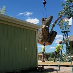 Wisdom Tree Care