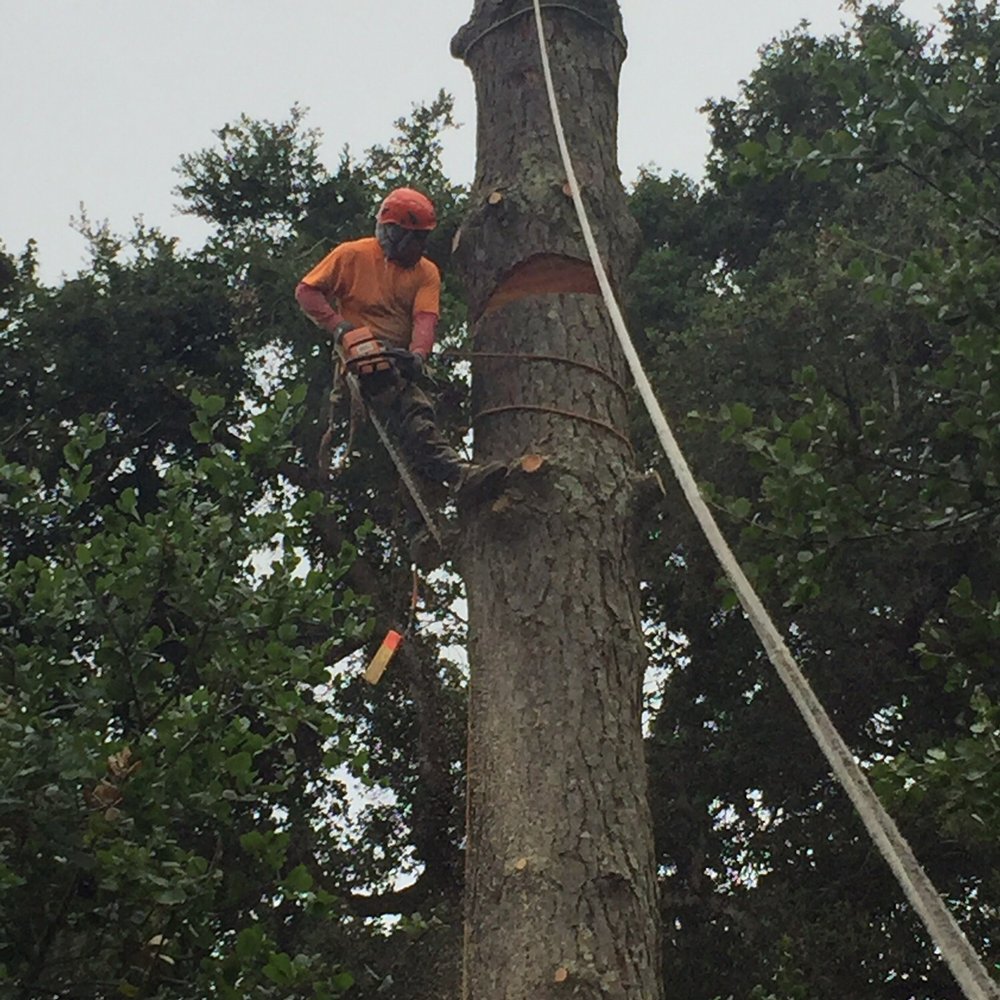 Golden Oaks Tree Services - Tree Services Near Me Golden Oaks Tree Services - Tree Services Near Me