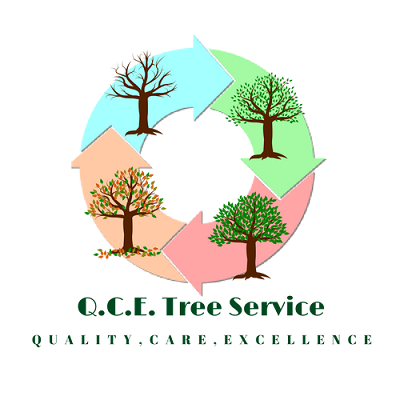Qce Tree Service - tree service in Dittmer, MO