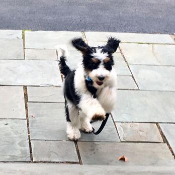 De Marinis Dog Training & Behavior - Pet Training Near Me De Marinis Dog Training & Behavior - Pet Training Near Me