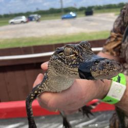 Natchitoches Alligator Park - Baby