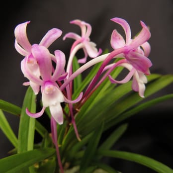 New World Orchids - Neofinetia falcata "Benisuzume" - Nurseries & Gardening Near Me - Manchester, Michigan New World Orchids - Neofinetia falcata "Benisuzume" - Nurseries & Gardening Near Me - Manchester, Michigan