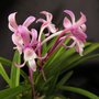 Photo of New World Orchids