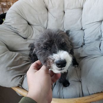 Freddys Mobile Grooming - After - Pet Groomers Near Me Freddys Mobile Grooming - After - Pet Groomers Near Me