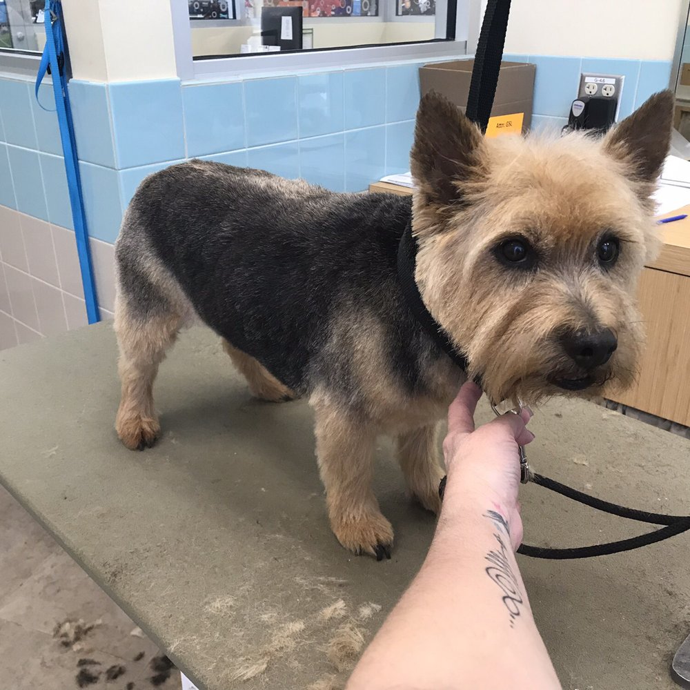 Petco - This is Hercules!  He is an older puppy, and super good! - Pet Training Near Me - Huntsville, Texas