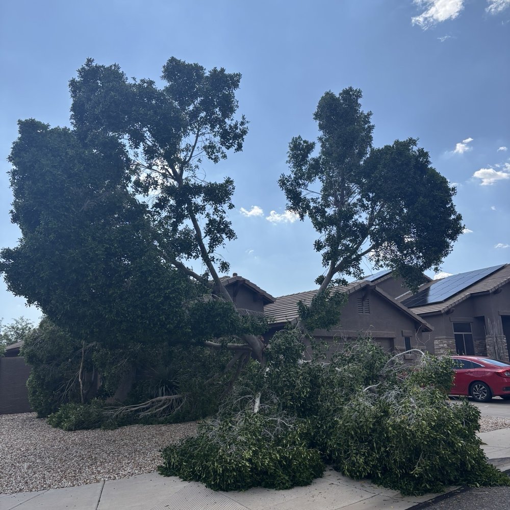 Roy's Trees - Tree down - Tree Services Near Me Roy's Trees - Tree down - Tree Services Near Me