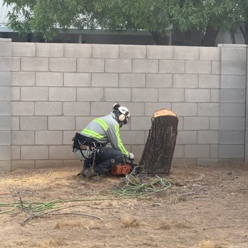 Hayward Tree Service - Tree Services Near Me - Phoenix, Arizona