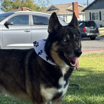 Paw Paw Pet Grooming - After grooming - Pet Groomers Near Me - Upland, California