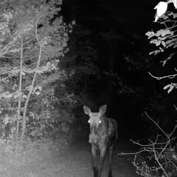Allegory Inn - Our moose visitor on our backyard trail. We are so lucky to have such beautiful wildlife so close to the inn!