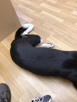 Noahs Ark Animal Clinics Ft Wright 12 Photos 51 Reviews Veterinarians 3339 Madison Pike Fort Wright Ky United States Phone Number