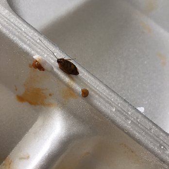 Szechuan First Restaurant - A cockroach in the chicken dish. I almost threw up - Szechuan Near Me - Kent, Washington Szechuan First Restaurant - A cockroach in the chicken dish. I almost threw up - Szechuan Near Me - Kent, Washington