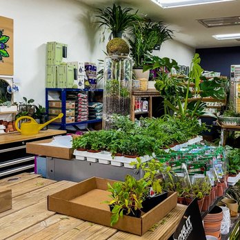 Dig It Gardens - So many terrarium plants - Nurseries & Gardening Near Me - Phoenix, Arizona