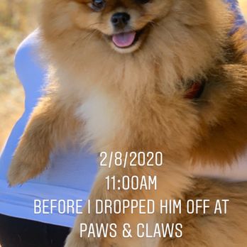 paws and claws puppies for sale
