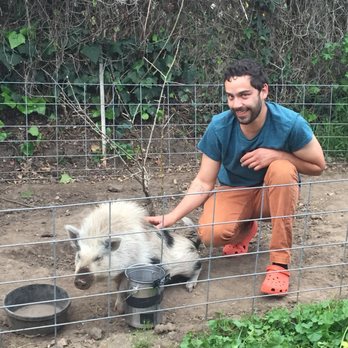 SoCalMiniPigs - With Rooty 8 months after we got him!! - Pet Breeders Near Me - Valley Center, California