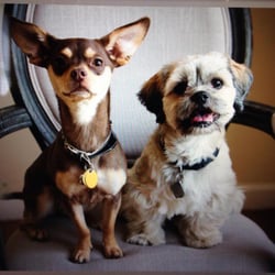 ChiroCentric Chiropractic-Massage-Acupuntcure - Stella & Bossa Nova
Office Therapy Dogs