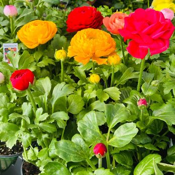 Sauder's Nursery - Nurseries & Gardening Near Me - Malvern, Pennsylvania Sauder's Nursery - Nurseries & Gardening Near Me - Malvern, Pennsylvania