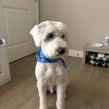Lush Spaw - Pet Groomers Near Me - San Jose, California Lush Spaw - Pet Groomers Near Me - San Jose, California