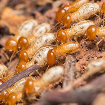 Spider Man Pest Control - untitled - Pest Control Near Me - San Antonio, Texas Spider Man Pest Control - untitled - Pest Control Near Me - San Antonio, Texas