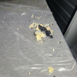 Rat piss and poop!!!
