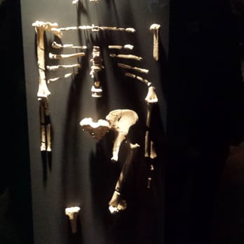 Field Museum - Lucy - Museums Near Me - Chicago, Illinois Field Museum - Lucy - Museums Near Me - Chicago, Illinois