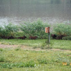Parque da Cidade