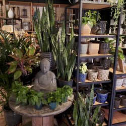 The Potted Plant