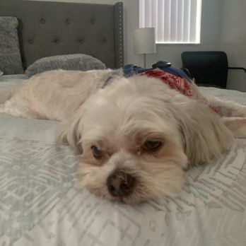 Boss The Pet Connection - Pet Groomers Near Me - Sunrise, Florida
