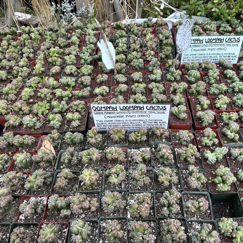 California Cactus Ranch - Oompah Loompah Cacti?! - Nurseries & Gardening Near Me - Reseda, California California Cactus Ranch - Oompah Loompah Cacti?! - Nurseries & Gardening Near Me - Reseda, California