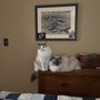 Photo of Ragmeister Ragdolls