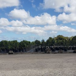 Pine Island Nursery - Just a glimpse of the massive trees.