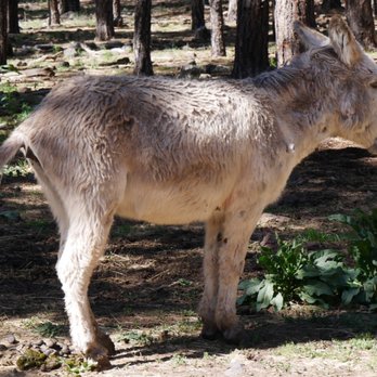 Bearizona - Zoos Near Me - Williams, Arizona Bearizona - Zoos Near Me - Williams, Arizona