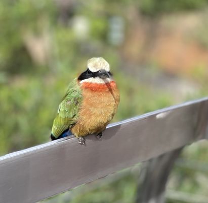 San Diego Zoo by null