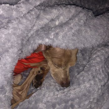 Petco - Lights out for this pampered pooch! - Pet Stores Near Me - Las Vegas, Nevada Petco - Lights out for this pampered pooch! - Pet Stores Near Me - Las Vegas, Nevada
