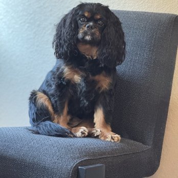 Almost Home Pet Retreat - Little Princess - Pet Sitting Near Me - Conroe, Texas Almost Home Pet Retreat - Little Princess - Pet Sitting Near Me - Conroe, Texas
