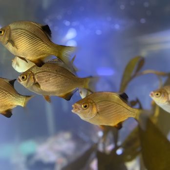 Ucluelet Aquarium - Aquariums Near Me - Ucluelet, British Columbia