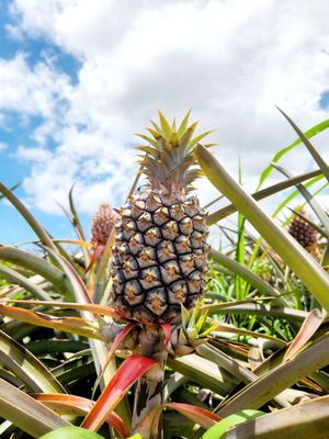 Maui Pineapple Tour by null