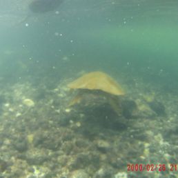 Snorkling is amazing - best on the island