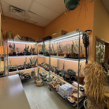 Casa Cactus - Interior lots of cacti - Coffee & Tea Near Me - Chicago, Illinois
