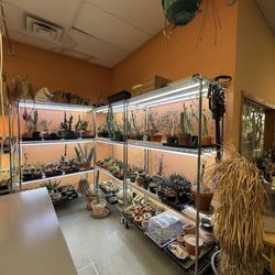 Casa Cactus - Interior lots of cacti
