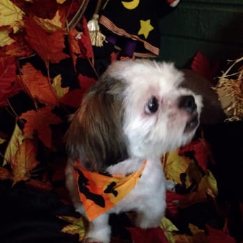 Splash Groom - Pet Groomers Near Me Splash Groom - Pet Groomers Near Me