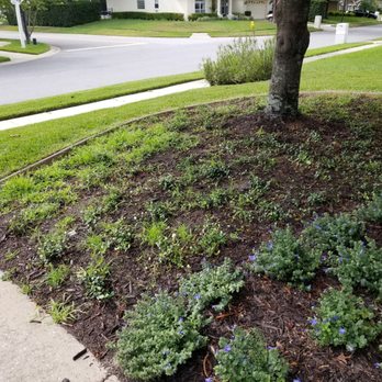 Phoenix Landscape Solutions - Grass growing back of where it should have been stripped - Landscaping Near Me