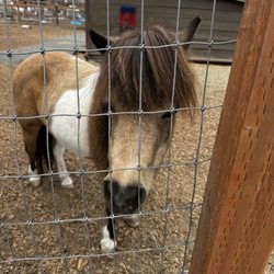 Sammamish Animal Sanctuary