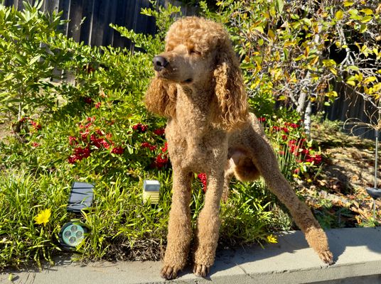 Noni's Pet Boutique & Grooming by null