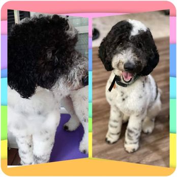 Pet Clips Studio - Pet Groomers Near Me - Calera, Alabama