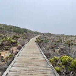 Los Osos Elfin Forest
