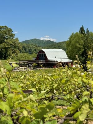 Tiger Mountain Vineyards & Wedding Venue by null