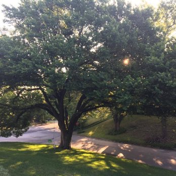 Morgan's Tree Service - We'll trim any tree, just give us a call! - Tree Services Near Me