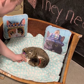 Orlando Cat Cafe - Animal Shelters Near Me - Clermont, Florida Orlando Cat Cafe - Animal Shelters Near Me - Clermont, Florida