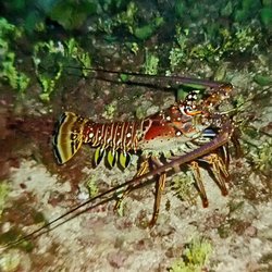 Outer Reef Scuba
